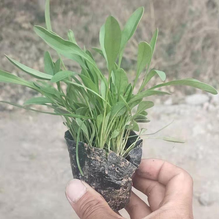 批发金鸡菊基地 金鸡菊报价 禹阳金鸡菊大量种植