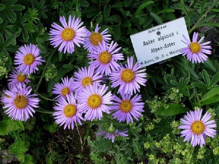 紫菀批发价格 紫菀供应商 山东紫菀基地直销