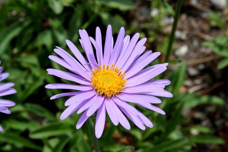 紫菀价格 紫菀批发商 紫菀苗圃直销 一手货源