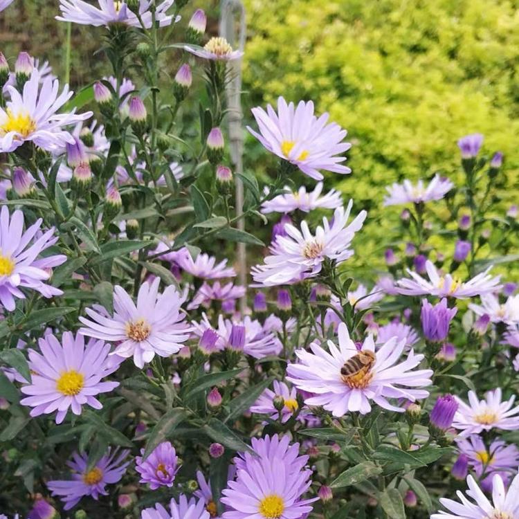 绿化用紫菀批发价格 顺和宿根花卉批发  供应紫菀