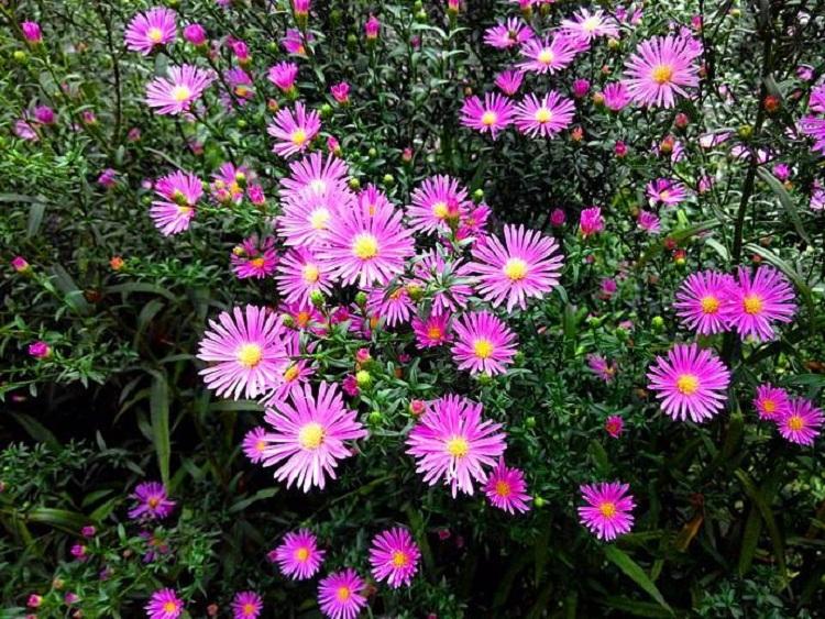 紫菀价格 紫菀基地 绿化紫菀