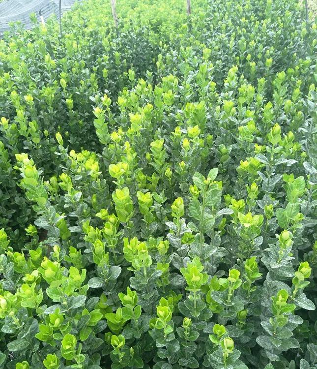 青州北海道黄杨价格 种植北海道黄杨基地 山东北海道黄杨-承玉花卉