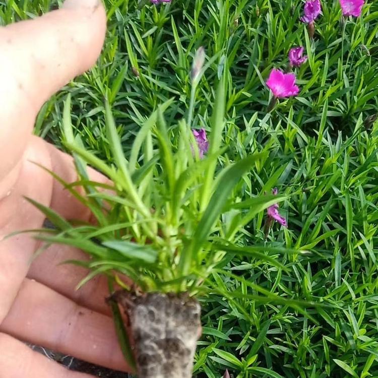 绿化草坪欧石竹 欧石竹抗踩踏 欧石竹美丽田园穴盘苗