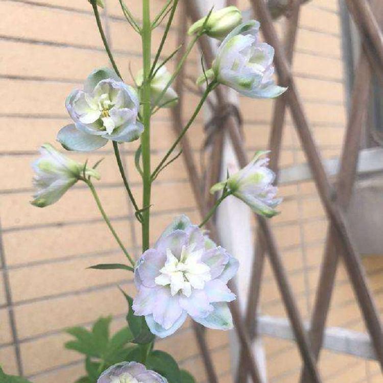 飞燕草基价格 时令草花飞燕草批发