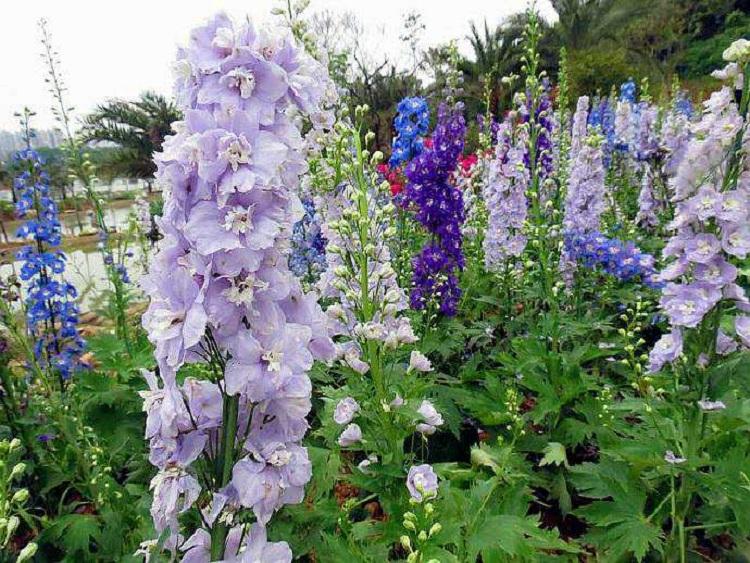 花海种苗 飞燕草批发价格 大花飞燕草园林工程绿化苗