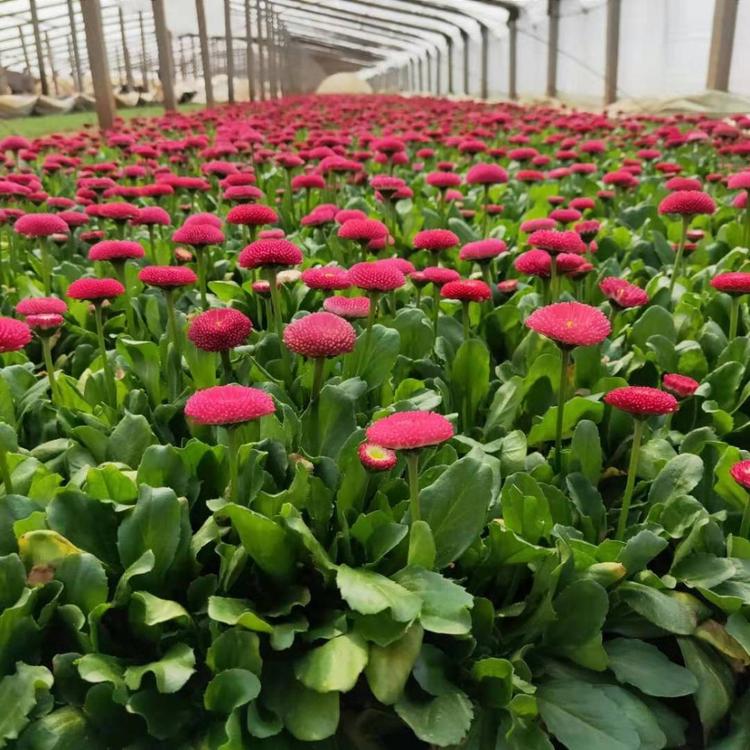 青州雏菊价格 优质雏菊 雏菊苗批发