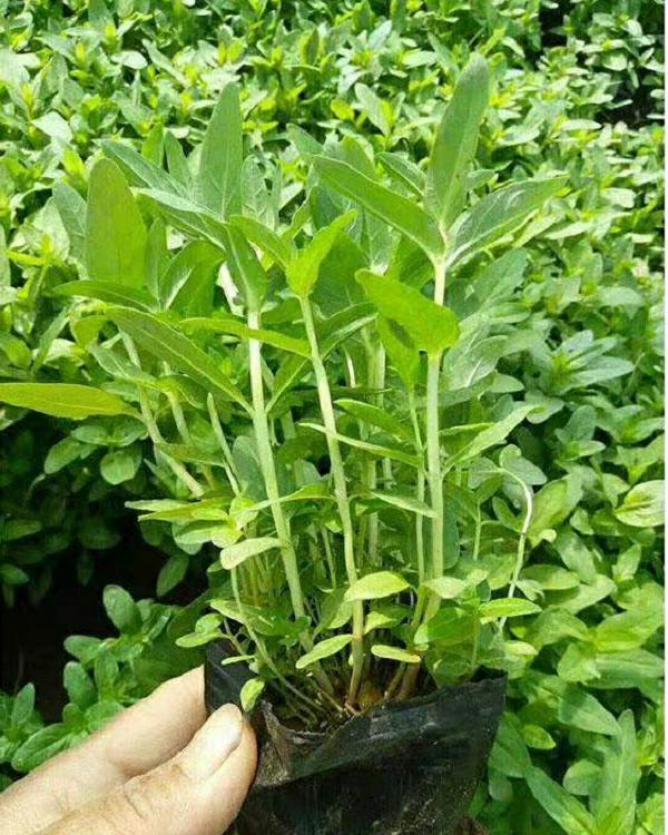 千屈菜价格 千屈菜批发商 供应千屈菜 千屈菜基地