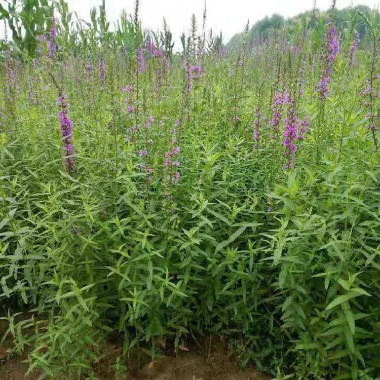 基地直销千屈菜 千屈菜价格 花卉批发 宿根花卉 千屈菜报价
