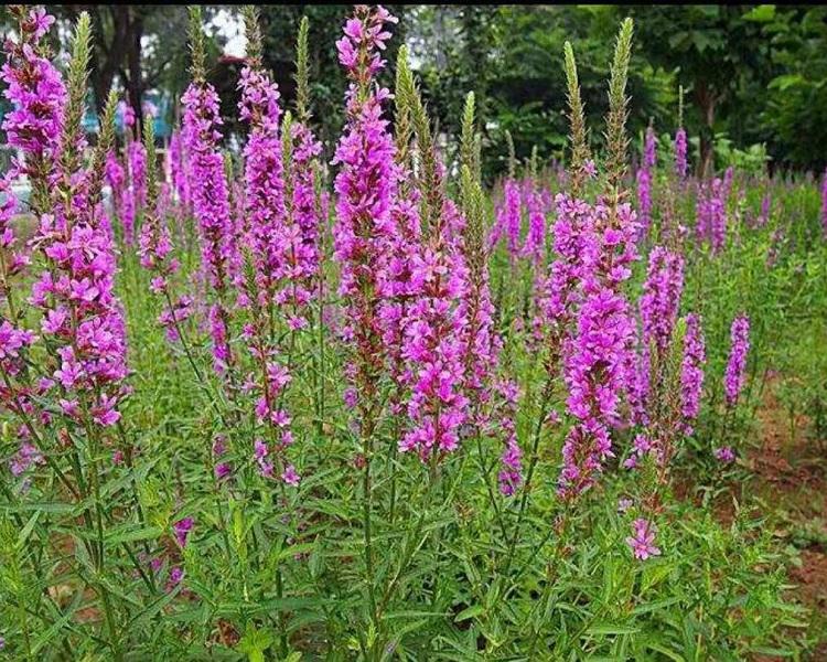 基地长期供应千屈菜 千屈菜批发 工程绿化品种齐全千屈菜
