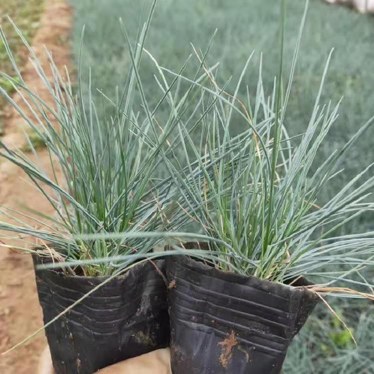 山东青州蓝羊茅价格批发 银羊茅杯苗种植基地