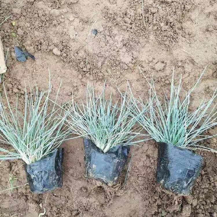 冷季型花卉蓝冰麦批发 耐寒抗冻蓝冰麦 苗木银蓝冰麦化植物