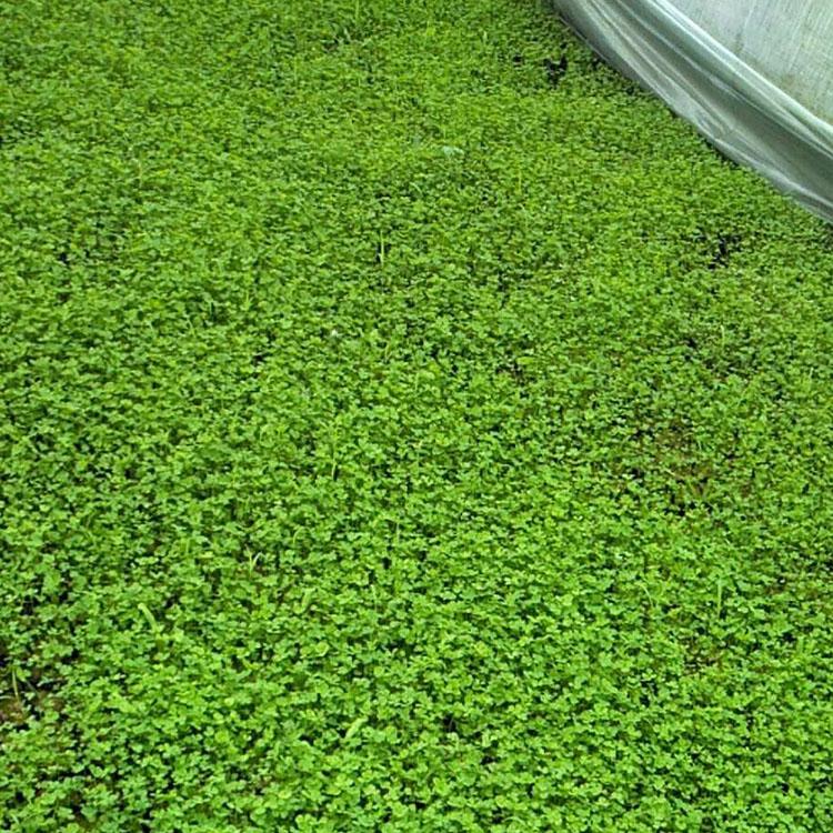 三叶草盆栽现货直供 山东三叶草培育基地