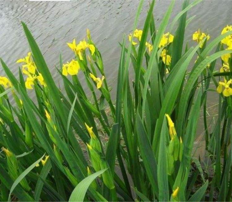 黄菖蒲基地 黄菖蒲价格