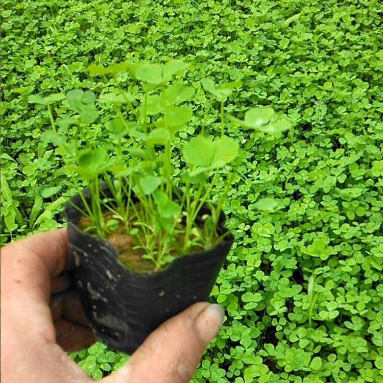 三叶草批发价格 凯洋三叶草基地 大量现货直供