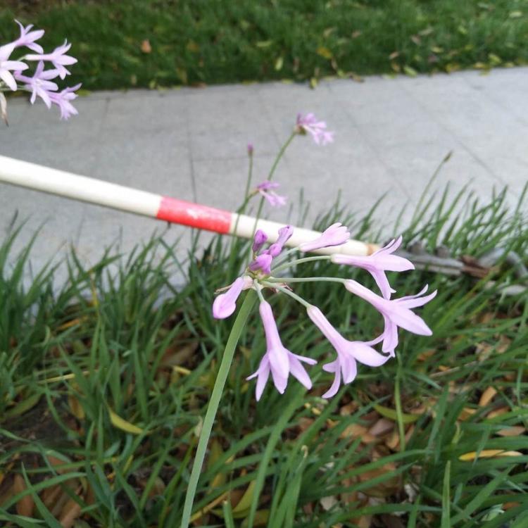 紫娇花基地 紫娇花价格