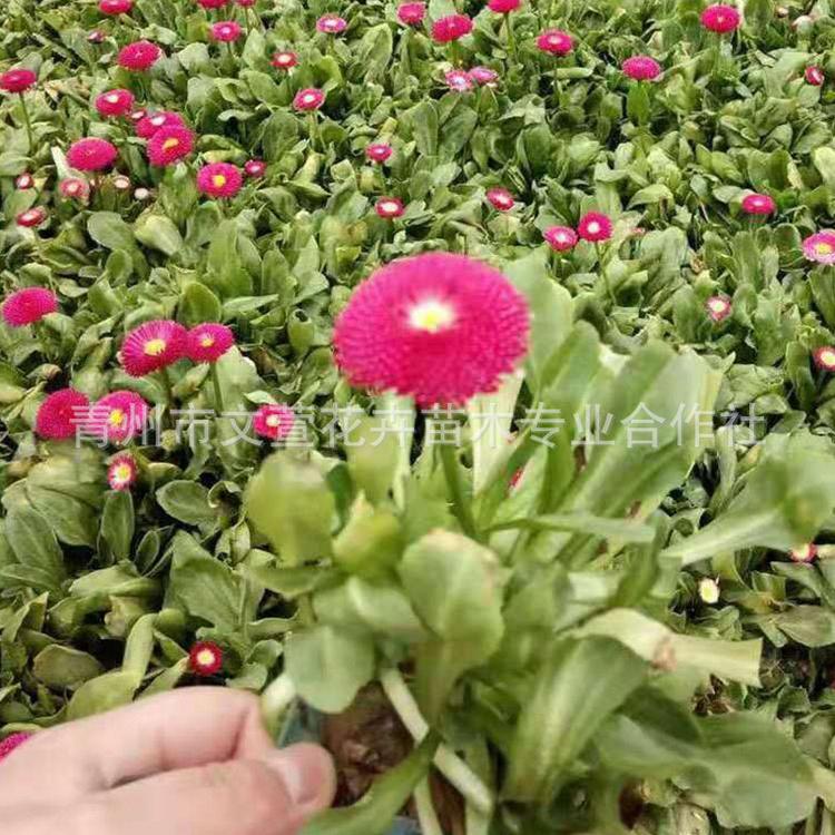 雏菊培育基地 河南雏菊 基地直销 草本雏菊