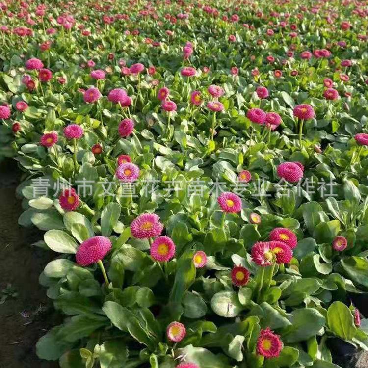 雏菊种植基地 吉林雏菊 文萱花卉 耐寒雏菊