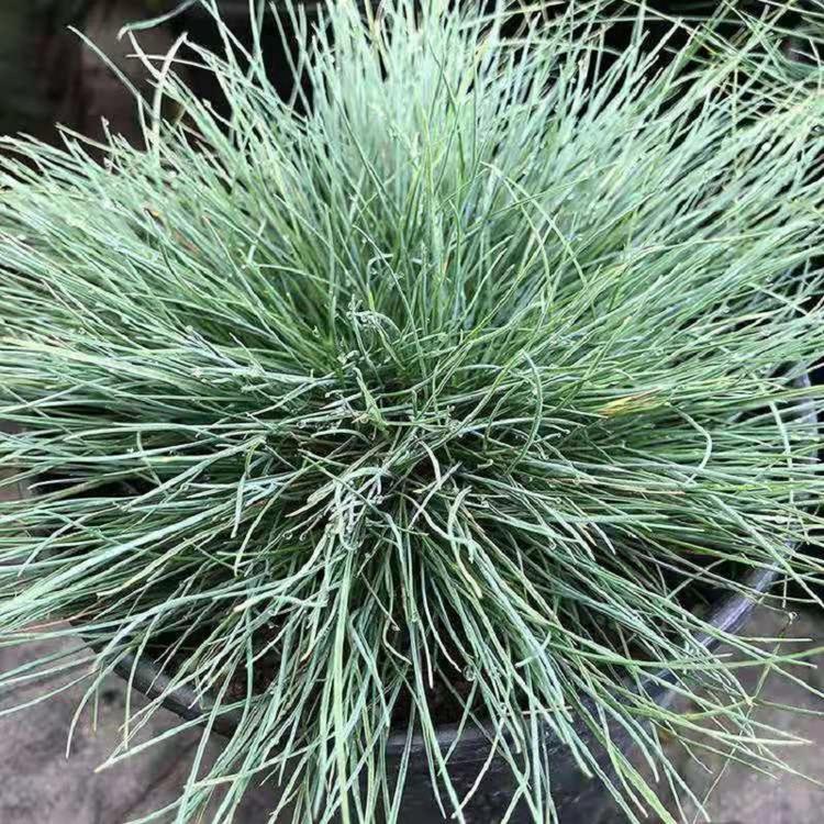小区绿化带花坛点缀漂亮的蓝羊茅 蓝羊茅批发 蓝羊茅草坪