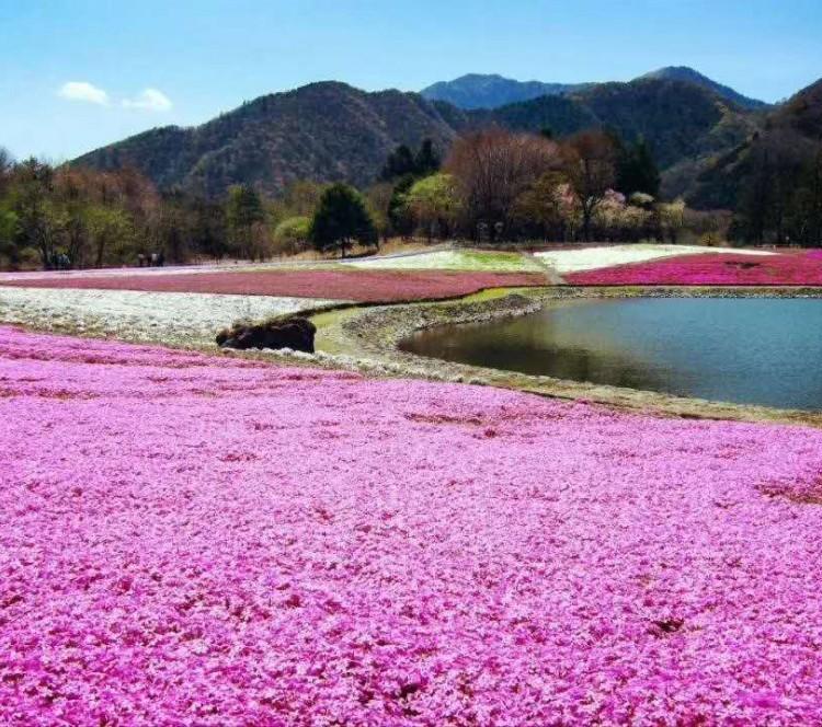 芝樱基地 芝樱花海 芝樱价格