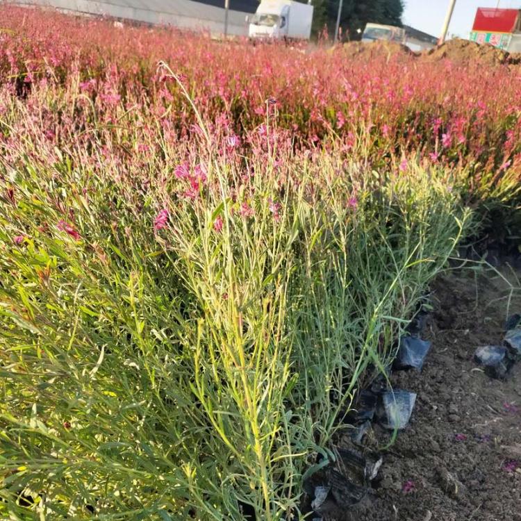 山桃草基地 山桃草价格 山桃草花海小苗 红花山桃草