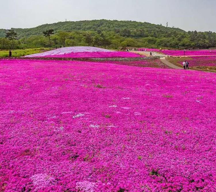 丛生福禄考基地 丛生福禄考花海 福禄考价格