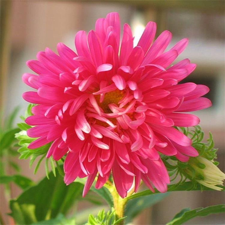 翠菊 红色紫色白色 翠菊小苗 翠菊种子 翠菊价格