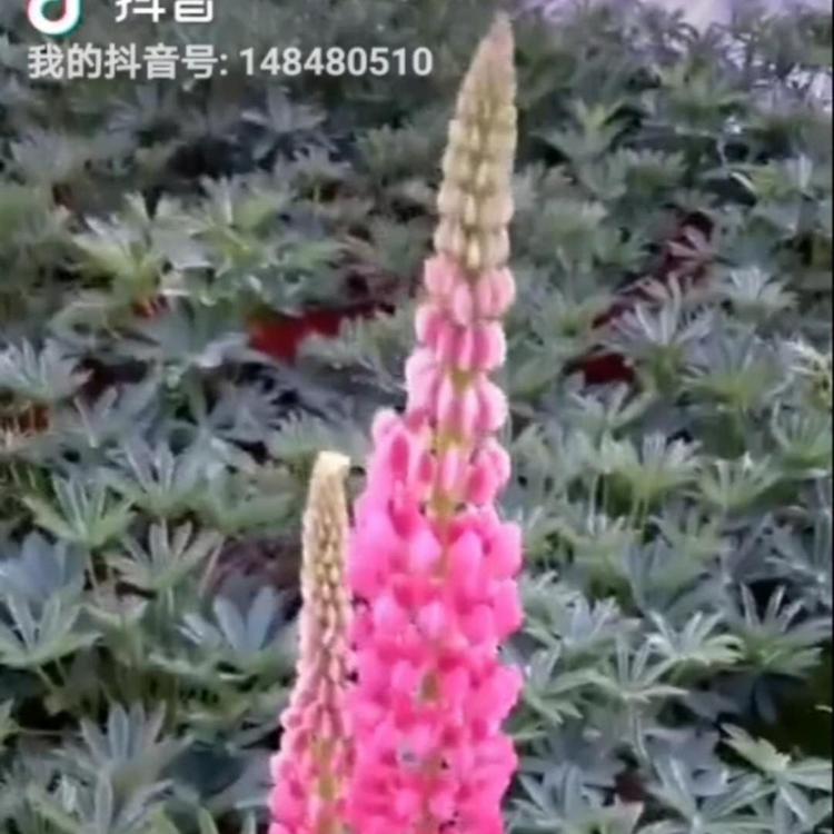 羽扇豆 营养杯鲁冰花 鲁冰花 双色盆鲁冰花