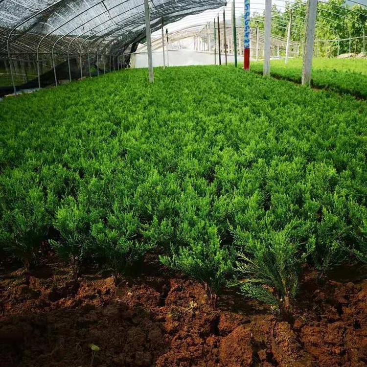 小龙柏种植基地  大量小龙柏种植园艺场  山东小龙柏价格-承玉花卉