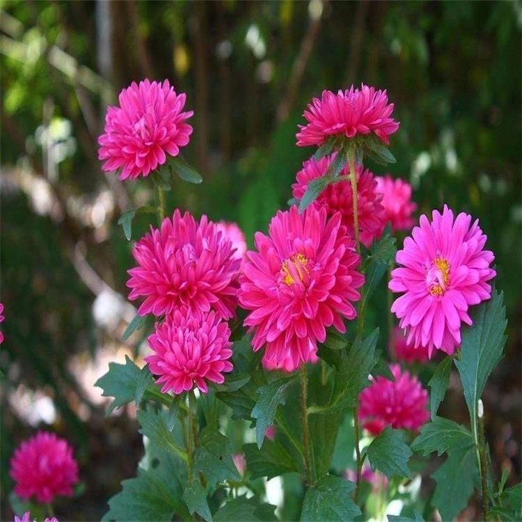 翠菊 大量供应草花翠菊批发 庄园绿化工程草花翠菊