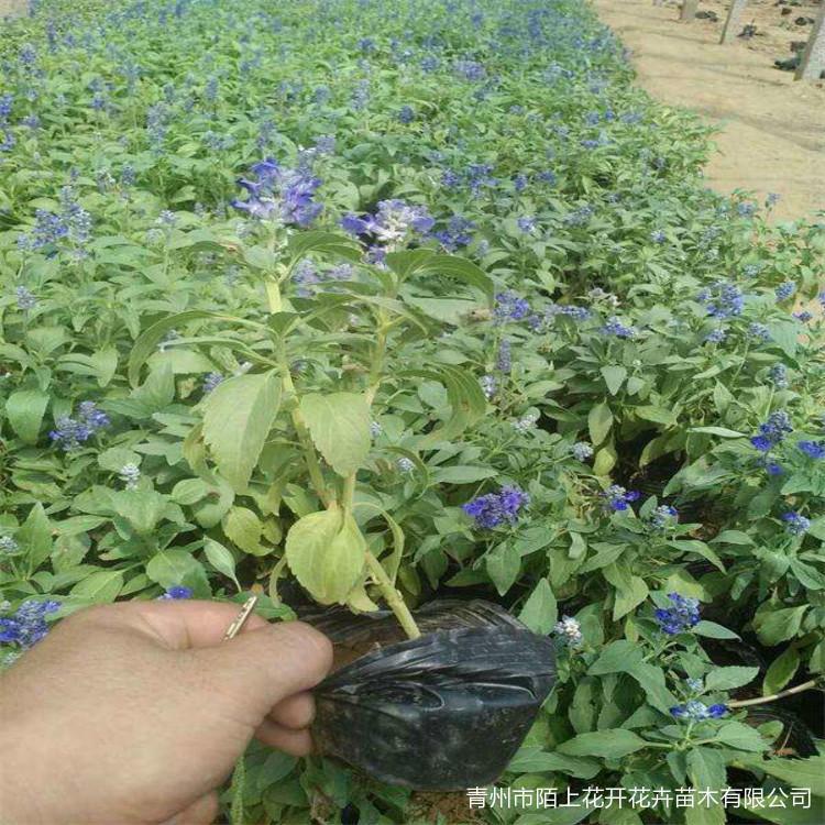 地被鼠尾草  地被鼠尾草种植基地