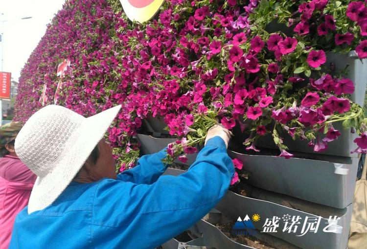 园艺景观花盆立体花盆立体花墙盆园艺景观PP盆工PP盆采购厂家