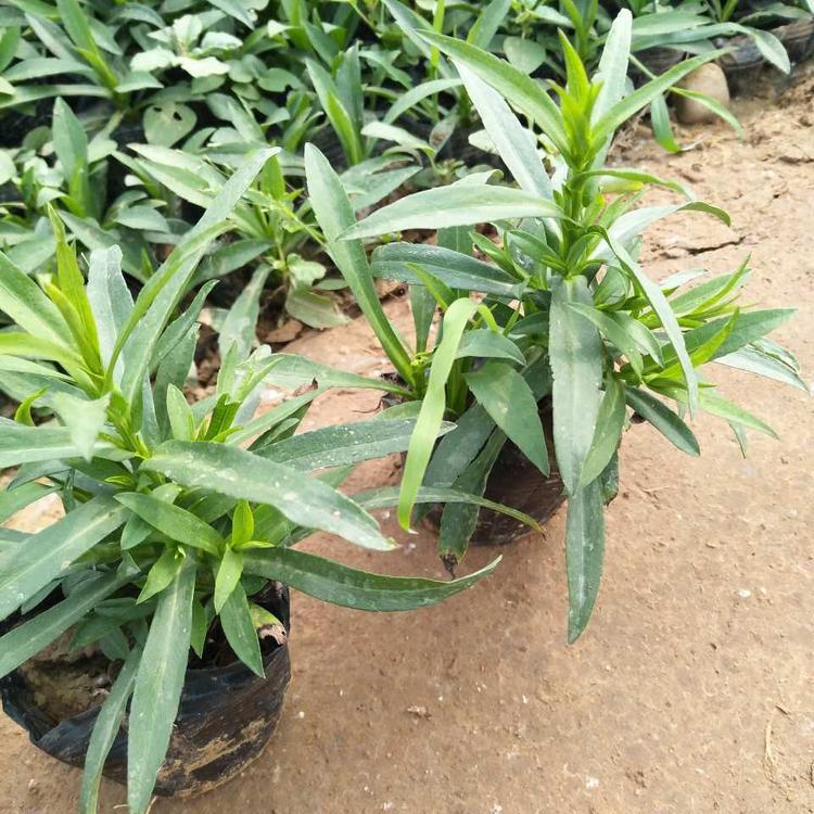 假龙头种植基地     假龙头批发商