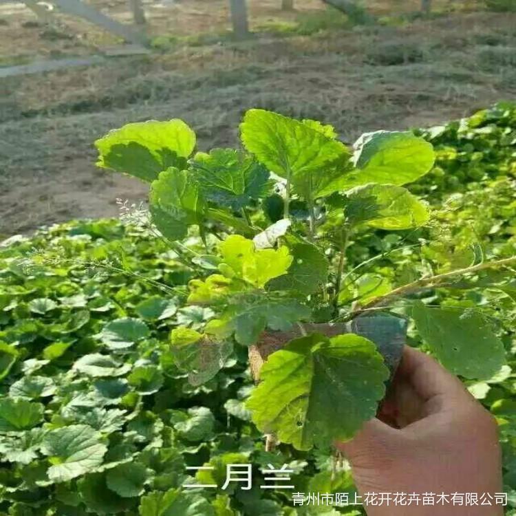 二月兰   二月兰小苗    二月兰基地