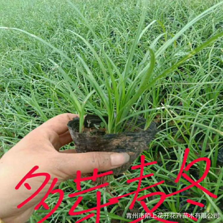 麦冬    麦冬批发
