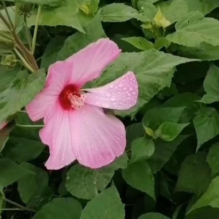 大花秋葵基地 大花秋葵价格