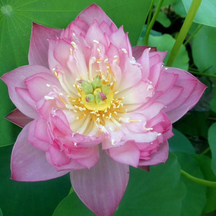 水生植物批发 碗莲种植基地 桌上莲 钵莲 盆莲价格