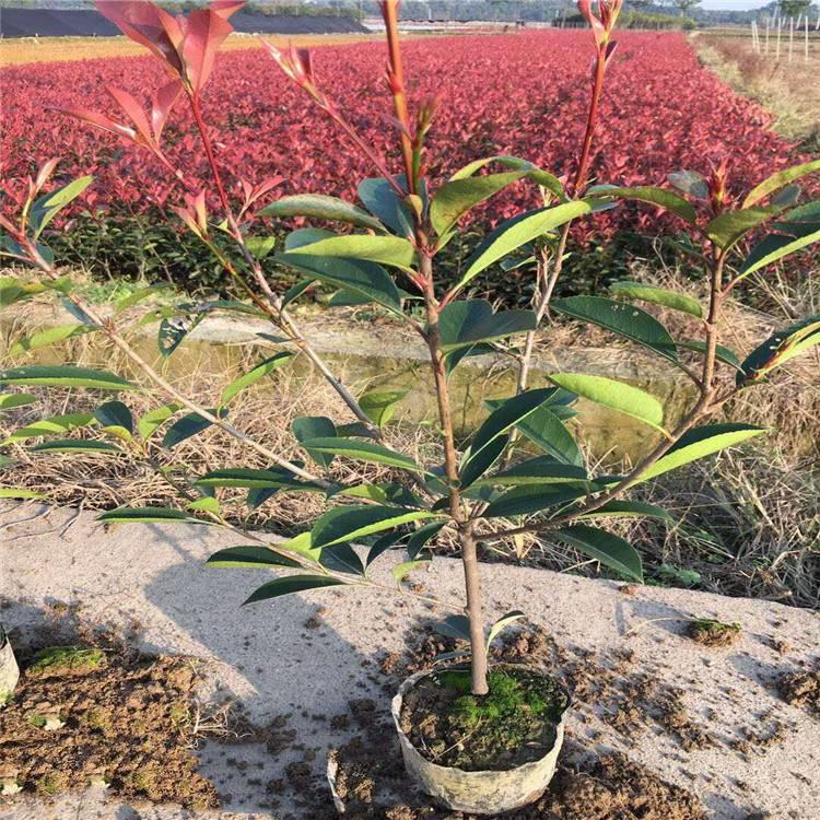 山东红叶石楠价格 红叶石楠种植基地