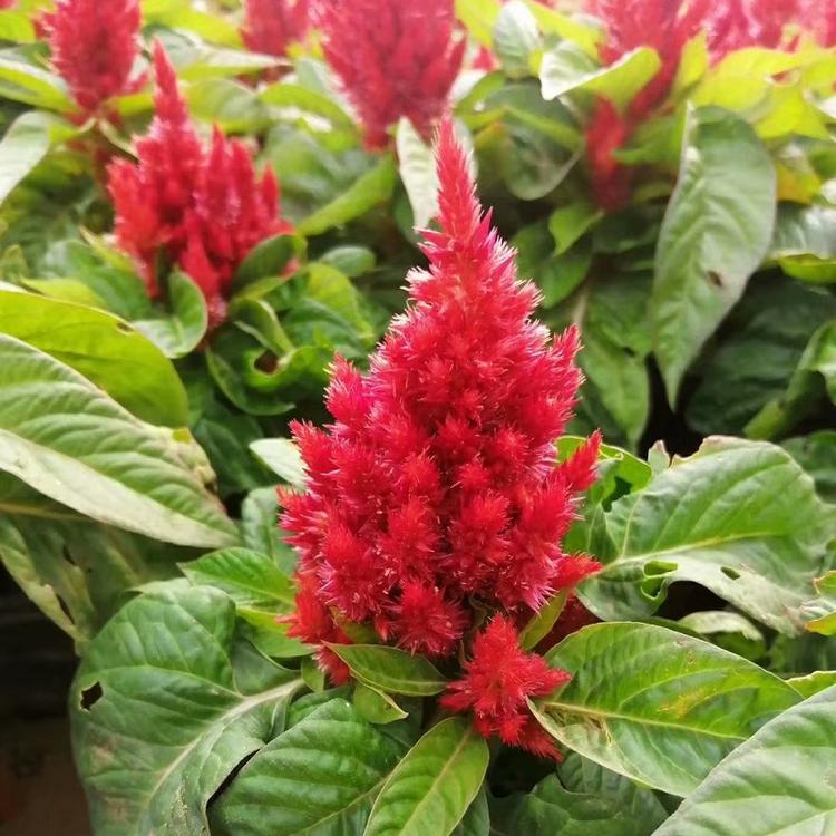 世纪红批发价格 供应世纪红 世纪红种植基地