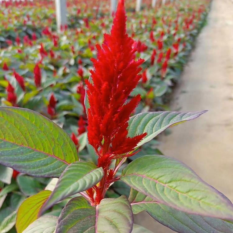 世纪红一支笔鸡冠花价格 红叶绿叶一支笔种植基地 草花批发