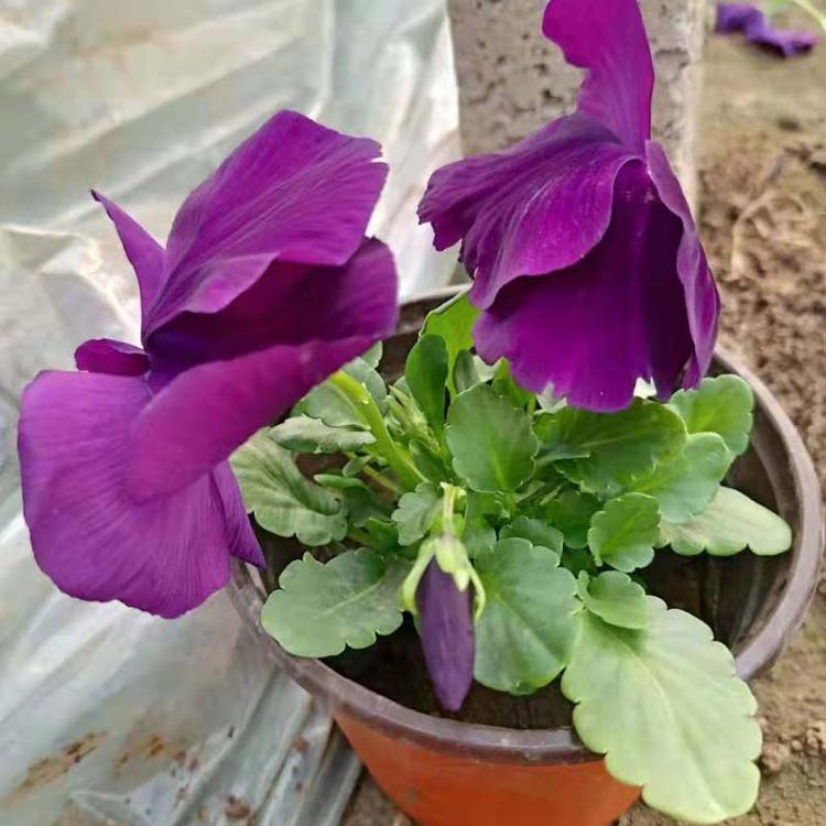 天津批发三色堇.花碟锦簇直销草花 耐寒