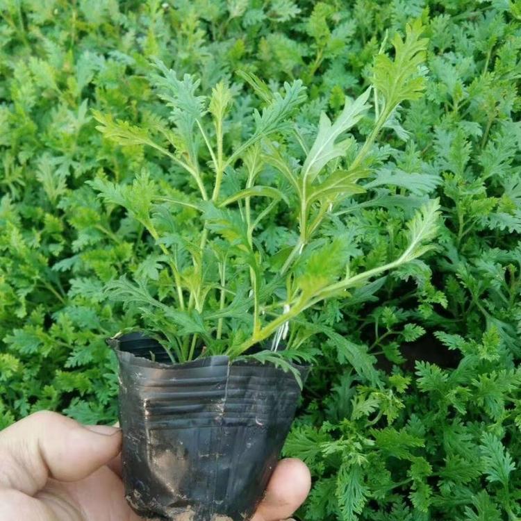 美女樱  美女樱小苗  草花基地