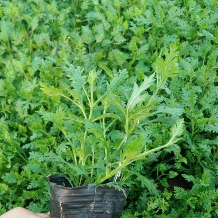 美人蕉   美人蕉小苗  草花基地