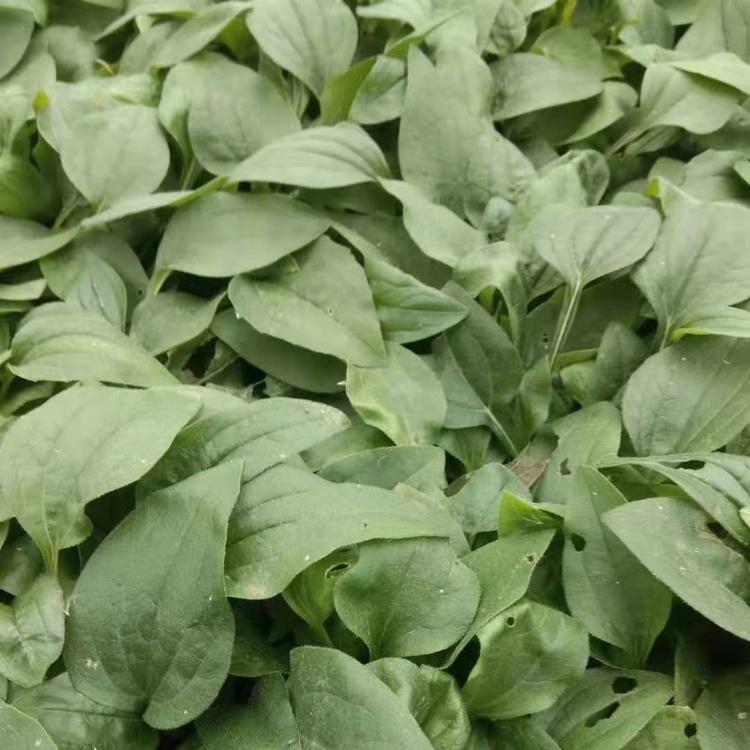 松果菊小苗   松果菊  草花基地