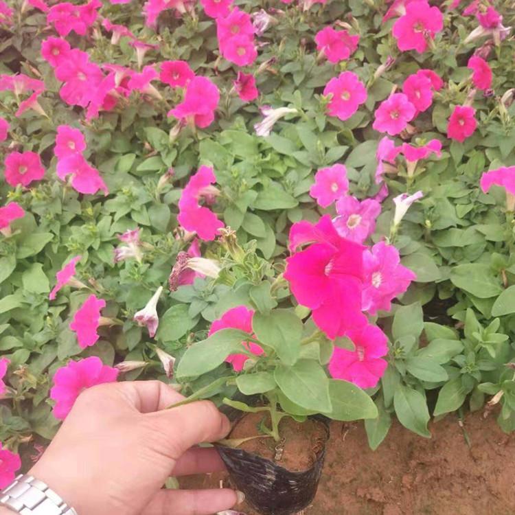 山东矮牵牛种植基地 矮牵牛价格