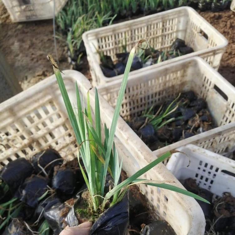 水生鸢尾 黄菖蒲 黄花鸢尾 水生鸢尾基地