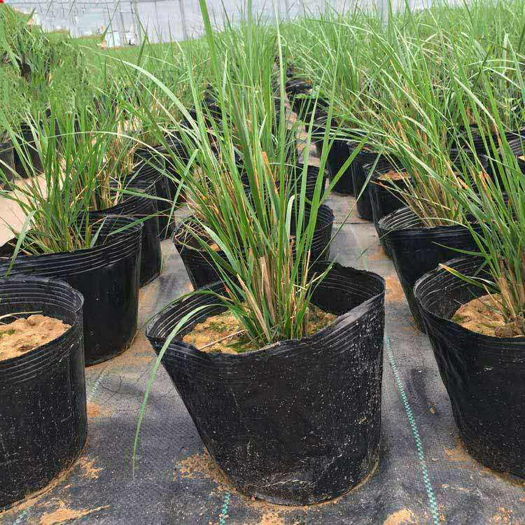 拂子茅草坪绿化 拂子茅基地批发价格 草本绿植花卉观赏植物