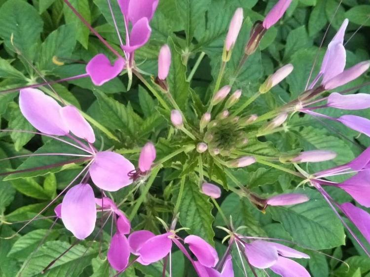 醉蝶花基地 醉蝶花价格