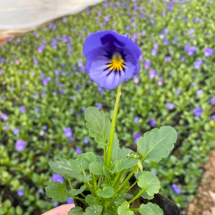 角堇 青州草花批发供应耐寒草花角堇