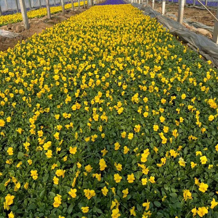 草花多色系角堇 青州角堇苗圃供应 角堇批发 角堇基地