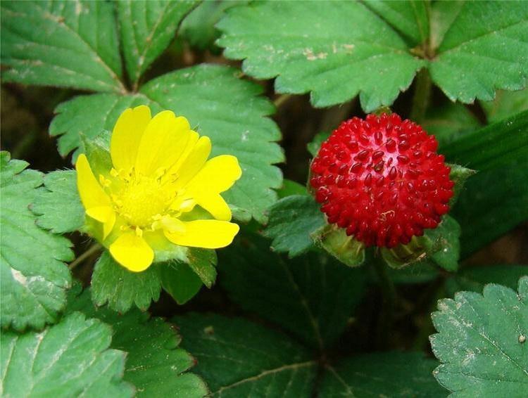 河南蛇莓 江苏蛇莓批发基地 花坛用蛇莓 蛇莓花